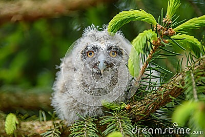 Baby Long-eared owl owl in the wood, sitting on tree trunk in the forest habitat Stock Photo
