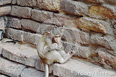 Baby long tail macaque feeding while sitting on rock in ancient pagoda Thailand Stock Photo