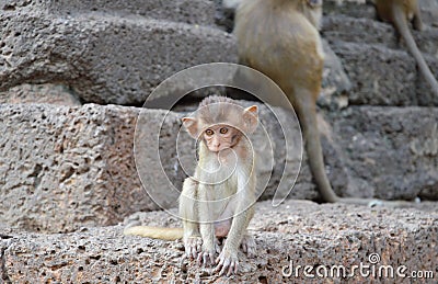 Baby long tail macaque sitting on rock in ancient pagoda Thailand Stock Photo