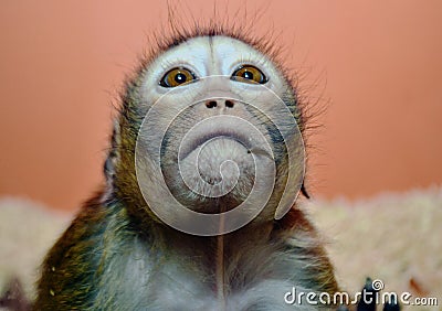 Baby long tailed looking up Stock Photo