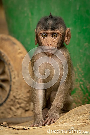 Baby long-tailed macaque sits by bin wheel Stock Photo