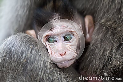 Baby macaque Stock Photo