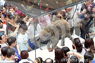 Baby Mammoth of the Ice Age Exhibition in H.K. Editorial Stock Photo