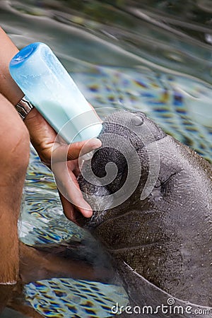 Baby Manatee Stock Photo