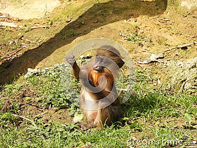 Baby mandrill scratching its hand while sitting on the grass Stock Photo