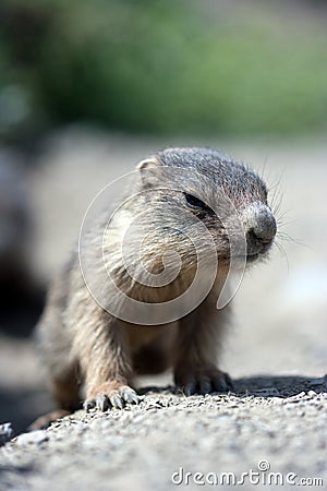 Baby marmot close-up Stock Photo