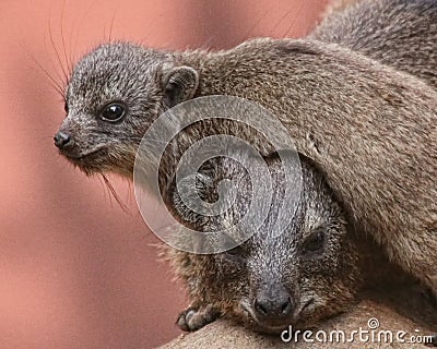 Baby marmot rests on mother Stock Photo