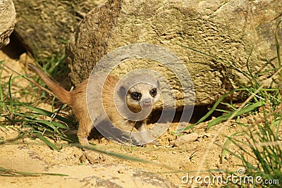 Baby meerkat Stock Photo