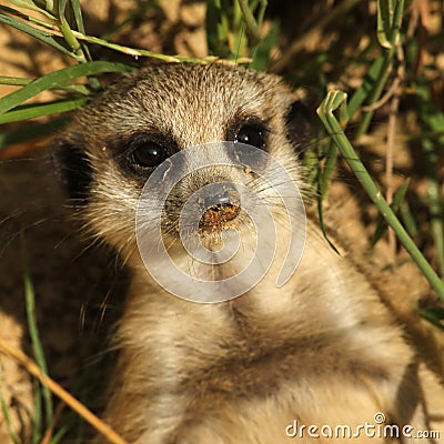Baby meerkat looking at you Stock Photo
