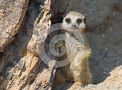 Baby Meerkat Stock Photo