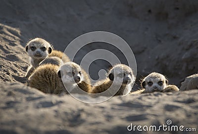 Baby meerkats looking for danger. Stock Photo