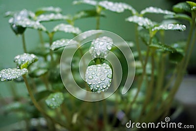 Baby melon with the remaining water on the leaves Stock Photo