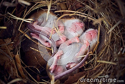 Baby mice sleeping in nest in funny position Stock Photo