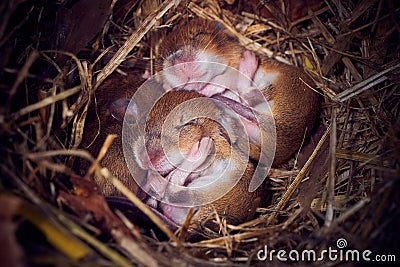 Baby mice sleeping in nest in funny position Stock Photo