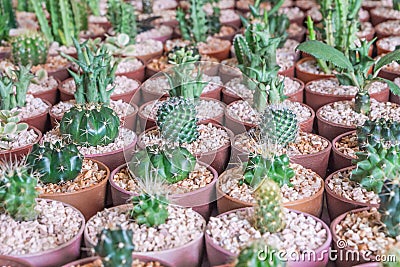 Baby mixed cactus among other cactus in a pot in cactus farm Stock Photo