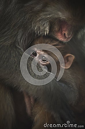 Baby monkey Stock Photo