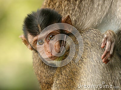 Baby monkey Stock Photo