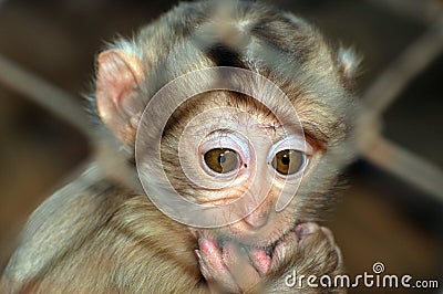 baby monkey Stock Photo