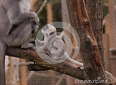 Baby monkey asking something to his mom Stock Photo