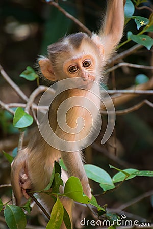 Baby Monkey climbing Tree Stock Photo