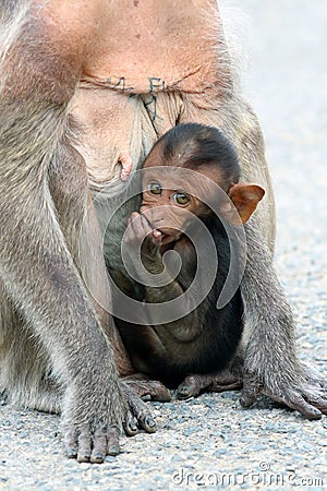 Baby monkey Stock Photo