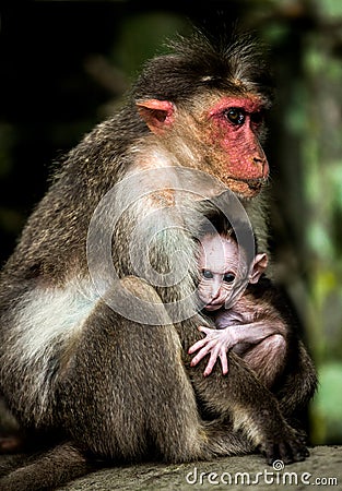 Baby monkey - Macacus mulatta also called the rhesus monkey Stock Photo