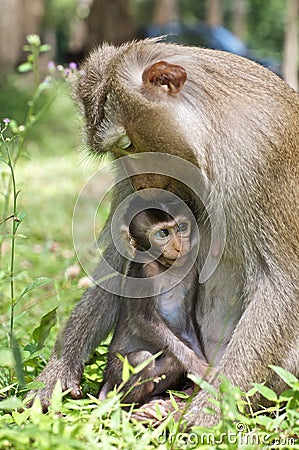 Baby Monkey with Mom Stock Photo