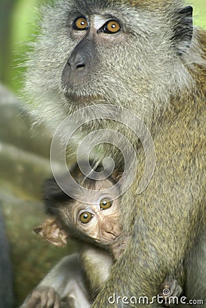 Baby monkey with mother Stock Photo