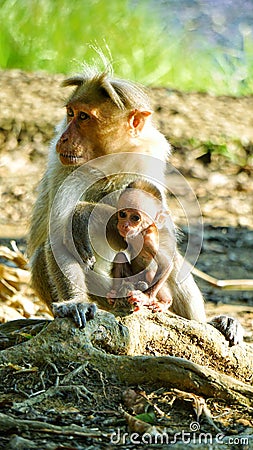 A baby monkey playing with its mother Stock Photo