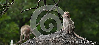 Baby Monkey Posing on the Forest Rock. Rhesus Macaque Monkeys Stock Photo