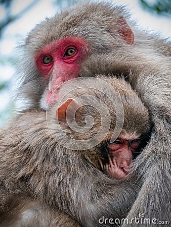 Baby monkey sitting on the tree hugging mother and sleeping Stock Photo