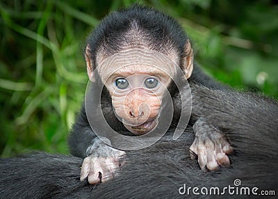 Baby monkey Stock Photo