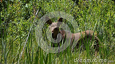 Baby moose peeking in a lush grassy meadow Stock Photo