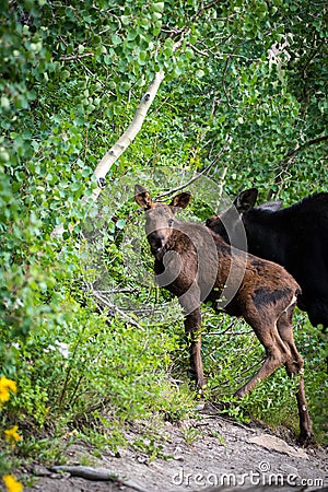 Baby Moose with Momma Stock Photo