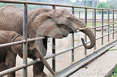 Baby and Mother Elephant Stock Photo