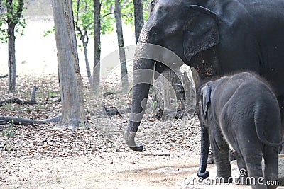 Baby and mother elephant Stock Photo