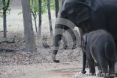 Baby and mother elephant Stock Photo