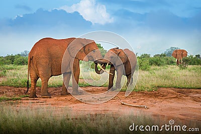 Baby and mother red elephant Travelling Kenya and Tanzania Safari tour in Africa Elephants group in the savanna excursion Stock Photo