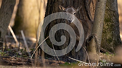 Baby mouflon with open mouth in woodland in spring Stock Photo