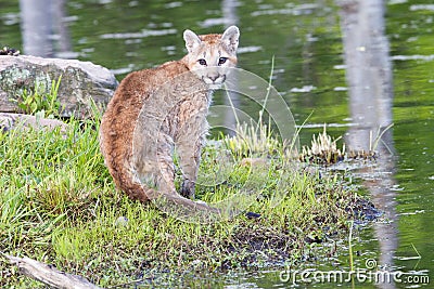 Baby mountain lion Stock Photo