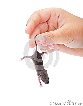 Baby mouse caught by its tail Stock Photo