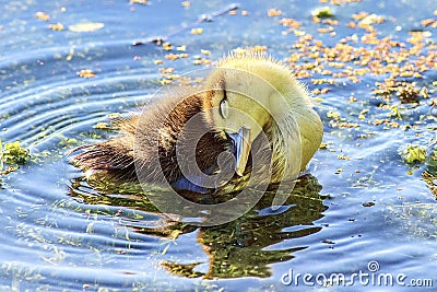 Muscovy Duckling Sleeping In A Pond Stock Photo