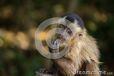 Nail monkey cub sucking fingers Stock Photo