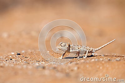 Baby Namaqua chameleon Chamaeleo namaquensis. Stock Photo