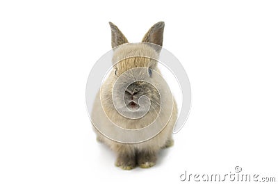 Baby of Netherland dwarf rabbit Stock Photo