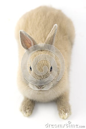 Baby of Netherland dwarf rabbit Stock Photo