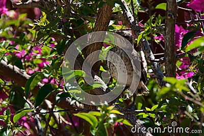 Baby Northern Mockingbird in bougainvillea bush Stock Photo