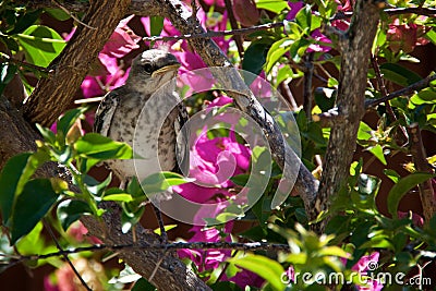 Baby Northern Mockingbird chick in bougainvillea bush Stock Photo