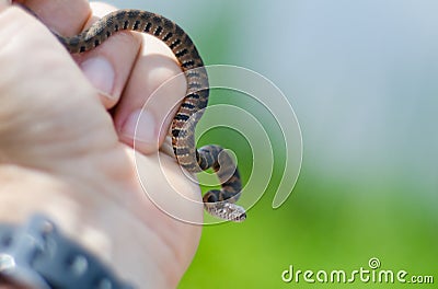 Baby Northern Watersnake in Hand Stock Photo