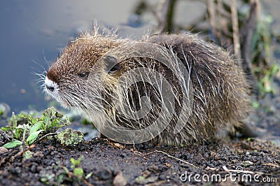 Baby nutria Stock Photo